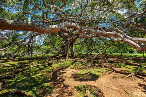 Ficus Benjamina tree