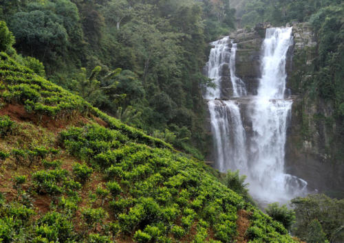 www.exoticislandtours.com Nuwara Eliya 12