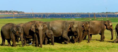 www.exoticislandtours.com Polonnaruwa 12
