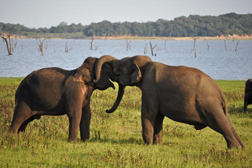 www.exoticislandtours.com Polonnaruwa 13