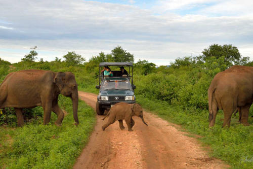 www.exoticislandtours.com Udawalawe 1