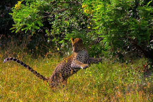 www.exoticislandtours.com Wilpattu National Park 10