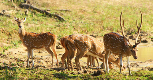 www.exoticislandtours.com Wilpattu National Park 15