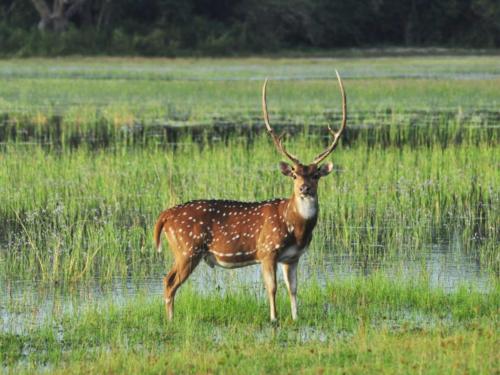 www.exoticislandtours.com Wilpattu National Park 3