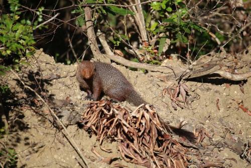 www.exoticislandtours.com Wilpattu National Park 4