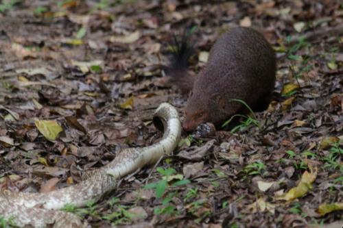 www.exoticislandtours.com Wilpattu National Park 5