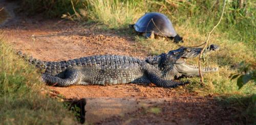 www.exoticislandtours.com Wilpattu National Park 7