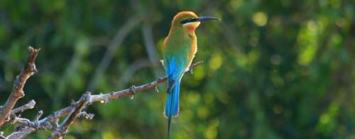 www.exoticislandtours.com Wilpattu National Park 9