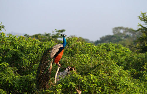 www.exoticislandtours.com Yala 11