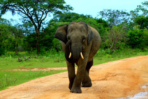 www.exoticislandtours.com Yala 3