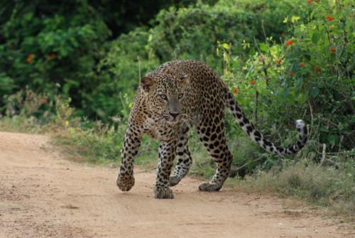 www.exoticislandtours.com Yala 5